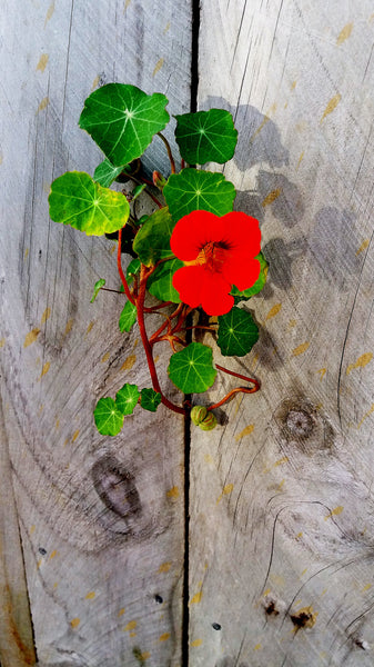 Nasturtium | Flower Seed Grow Kit | The Jonsteen Company