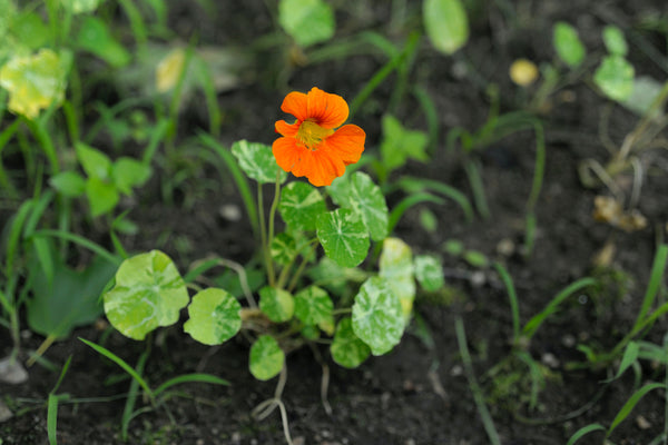 Nasturtium | Flower Seed Grow Kit | The Jonsteen Company