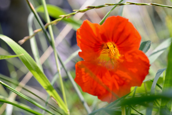 Nasturtium | Flower Seed Grow Kit | The Jonsteen Company