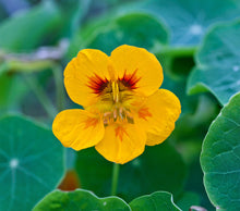 Load image into Gallery viewer, Nasturtium | Flower Seed Grow Kit | The Jonsteen Company