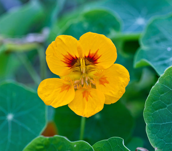 Nasturtium | Flower Seed Grow Kit | The Jonsteen Company