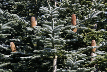 Load image into Gallery viewer, Noble Fir | The Jonsteen Company