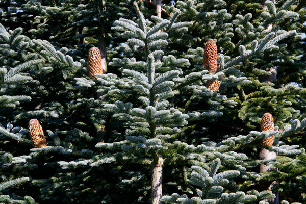 Christmas Tree | Noble Fir | The Jonsteen Company