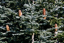 Load image into Gallery viewer, Noble Fir | Lot of 30 Tree Seedlings | The Jonsteen Company