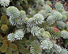 Load image into Gallery viewer, Noble Fir | Lot of 30 Tree Seedlings | The Jonsteen Company