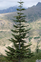 Load image into Gallery viewer, Noble Fir | Lot of 30 Tree Seedlings | The Jonsteen Company