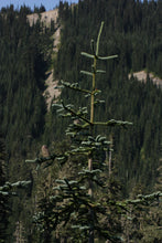 Load image into Gallery viewer, Noble Fir | Lot of 30 Tree Seedlings | The Jonsteen Company