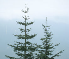 Load image into Gallery viewer, Noble Fir | Mini-Grow Kit | The Jonsteen Company