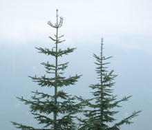 Load image into Gallery viewer, Noble Fir | Lot of 30 Tree Seedlings | The Jonsteen Company