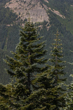 Load image into Gallery viewer, Noble Fir | Mini-Grow Kit | The Jonsteen Company