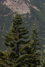 Load image into Gallery viewer, Noble Fir | Lot of 30 Tree Seedlings | The Jonsteen Company