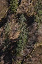 Load image into Gallery viewer, Noble Fir | Lot of 30 Tree Seedlings | The Jonsteen Company