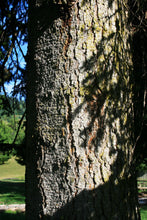 Load image into Gallery viewer, Nordmann Fir | Small Tree Seedling | The Jonsteen Company
