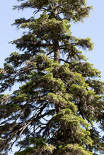 Load image into Gallery viewer, Nordmann Fir | Lot of 30 Tree Seedlings | The Jonsteen Company