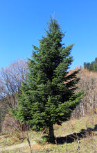 Load image into Gallery viewer, Nordmann Fir | Lot of 30 Tree Seedlings | The Jonsteen Company