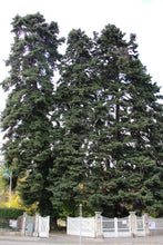 Load image into Gallery viewer, Nordmann Fir | Lot of 30 Tree Seedlings | The Jonsteen Company