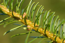 Load image into Gallery viewer, Nordmann Fir | Lot of 30 Tree Seedlings | The Jonsteen Company