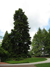 Load image into Gallery viewer, Nordmann Fir | Lot of 30 Tree Seedlings | The Jonsteen Company