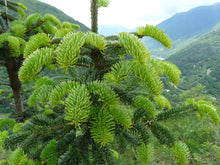 Load image into Gallery viewer, Nordmann Fir | Lot of 30 Tree Seedlings | The Jonsteen Company
