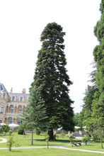 Load image into Gallery viewer, Nordmann Fir | Small Tree Seedling | The Jonsteen Company