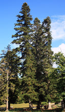 Load image into Gallery viewer, Nordmann Fir | Lot of 30 Tree Seedlings | The Jonsteen Company
