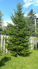 Load image into Gallery viewer, Nordmann Fir | Lot of 30 Tree Seedlings | The Jonsteen Company