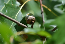 Load image into Gallery viewer, Northern Red Oak | Medium Tree Seedling | The Jonsteen Company