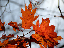 Load image into Gallery viewer, Northern Red Oak | Medium Tree Seedling | The Jonsteen Company
