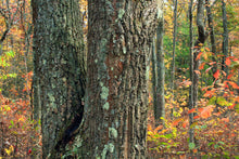 Load image into Gallery viewer, Northern Red Oak | Medium Tree Seedling | The Jonsteen Company