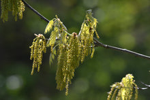 Load image into Gallery viewer, Northern Red Oak | Medium Tree Seedling | The Jonsteen Company