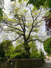 Load image into Gallery viewer, Northern Red Oak | Medium Tree Seedling | The Jonsteen Company