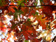 Load image into Gallery viewer, Northern Red Oak | Medium Tree Seedling | The Jonsteen Company