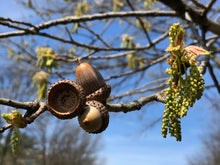 Load image into Gallery viewer, Northern Red Oak | Medium Tree Seedling | The Jonsteen Company