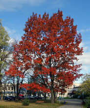 Load image into Gallery viewer, Northern Red Oak | Medium Tree Seedling | The Jonsteen Company