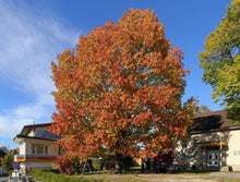 Load image into Gallery viewer, Northern Red Oak | Medium Tree Seedling | The Jonsteen Company