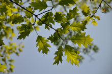 Load image into Gallery viewer, Northern Red Oak | Medium Tree Seedling | The Jonsteen Company