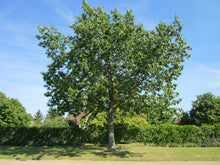 Load image into Gallery viewer, Northern Red Oak | Medium Tree Seedling | The Jonsteen Company