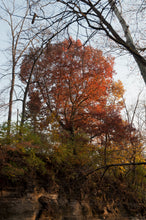 Load image into Gallery viewer, Northern Red Oak | Medium Tree Seedling | The Jonsteen Company
