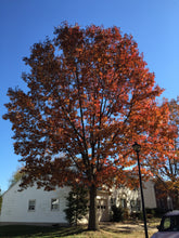 Load image into Gallery viewer, Northern Red Oak | Medium Tree Seedling | The Jonsteen Company