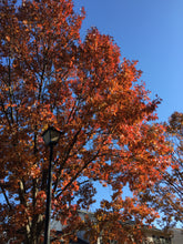 Load image into Gallery viewer, Northern Red Oak | Medium Tree Seedling | The Jonsteen Company