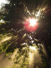 Load image into Gallery viewer, Northern Red Oak | Medium Tree Seedling | The Jonsteen Company