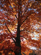 Load image into Gallery viewer, Northern Red Oak | Medium Tree Seedling | The Jonsteen Company
