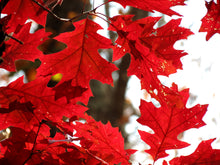 Load image into Gallery viewer, Northern Red Oak | Medium Tree Seedling | The Jonsteen Company