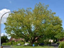 Load image into Gallery viewer, Northern Red Oak | Medium Tree Seedling | The Jonsteen Company