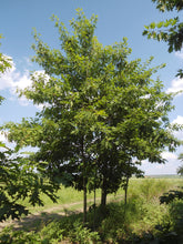Load image into Gallery viewer, Northern Red Oak | Medium Tree Seedling | The Jonsteen Company