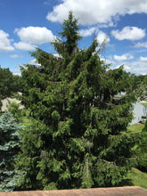 Load image into Gallery viewer, Norway Spruce | Small Tree Seedling | The Jonsteen Company