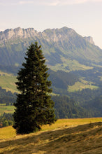 Load image into Gallery viewer, Norway Spruce | Small Tree Seedling | The Jonsteen Company