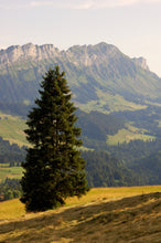 Load image into Gallery viewer, Living Christmas Tree | Norway Spruce | The Jonsteen Company