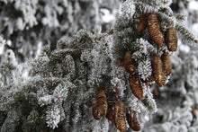 Load image into Gallery viewer, Norway Spruce | Small Tree Seedling | The Jonsteen Company