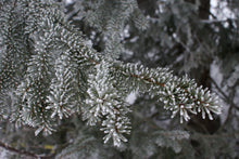 Load image into Gallery viewer, Norway Spruce | Small Tree Seedling | The Jonsteen Company